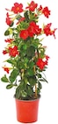 Netto mit dem Scottie Karft - Dipladenia Pyramide Angebot im Prospekt Dipladenia Pyramide bei Netto mit dem Scottie im Karft Prospekt für 11,99 €