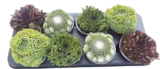 Hauswurz Sempervivum für 2,99 € bei V-Markt im Angebot Hauswurz Sempervivum im aktuellen V-Markt Prospekt