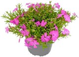 Geranie oder Polsterphlox im Angebot bei REWE in Bünde Geranie oder Polsterphlox Angebote bei REWE Bünde für 1,99 €
