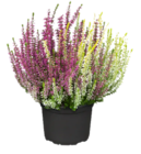 Knospenheide bei OBI im Prospekt "" für 1,99 €