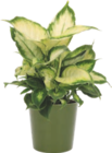 Plante verte - Gardenline - Aldi à Malakoff Plante verte - Gardenline en promo chez Aldi Malakoff à 5,99 €
