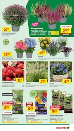toom Baumarkt Blumen im Prospekt toom Baumarkt Blumen im Prospekt