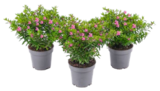 Aktuelle Pflanzen Angebote bei Blumen Ostmann in Bremen Aktuelles Scheinmyrthe Angebot bei Blumen Ostmann in Bremen ab 2,49 €