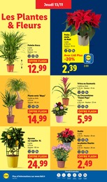 Offre Plante D'intérieur dans le catalogue Lidl du moment à la page 36
