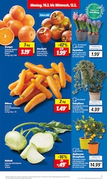 Rüben Angebot im aktuellen Lidl Prospekt auf Seite 3