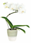 Hagebaumarkt Waldkirchen - Schmetterlingsorchidee Phalaenopsis 'Balletto Wing' Angebot im Prospekt Schmetterlingsorchidee Phalaenopsis 'Balletto Wing' bei Hagebaumarkt im Waldkirchen Prospekt für 3,99 €