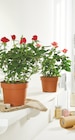 Rosier pot 14 cm dans le catalogue Intermarché