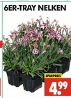 Wreesmann - 6er-Tray Nelken Angebot im Prospekt 6er-Tray Nelken bei Wreesmann im Prospekt "" für 4,99 €