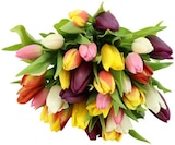 Tulpenbund »Kunterbunt« Angebote bei REWE Dresden für 5,00 €