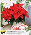 WEIHNACHTSSTERN (EUPHORBIA PULCHERRIMA) von GROW BY OBI im aktuellen OBI Prospekt für 3,99 €