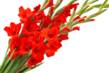 BOUQUET DE 5 GLAÏEULS - SANS MARQUE - Auchan Hypermarché BOUQUET DE 5 GLAÏEULS - SANS MARQUE à 4,49 € dans le catalogue Auchan Hypermarché