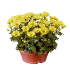 Chrysanthemenchale im Angebot bei Lidl in Siegen Chrysanthemenchale Angebote bei Lidl Siegen für 3,49 €