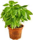 XXL Bio Basilikum Angebote von REWE Bio bei REWE Passau für 3,33 €