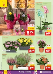 Ähnliche Hibiskus Angebote im Prospekt "Aktuelle Angebote" von Netto Marken-Discount in Jena Ähnliche Angebote wie Hibiskus im Prospekt "Aktuelle Angebote" auf Seite 38 von Netto Marken-Discount in Jena