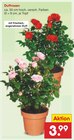 Aktuelles Duftrosen Angebot bei Netto Marken-Discount in Erfurt ab 3,99 €