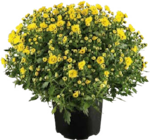 Chrysanthemen Busch Angebote bei Globus-Baumarkt Ludwigshafen für 3,99 €
