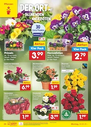 Netto Marken-Discount Blumenkasten im Prospekt 