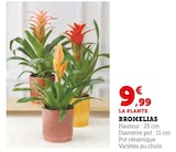 Bromelias - Super U à Tremblay-en-France Bromelias en promo chez Super U Tremblay-en-France à 9,99 €