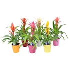 Bromelia - Carrefour à Roubaix Bromelia en promo chez Carrefour Roubaix à 6,99 €