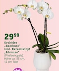 Orchidee "Bambuso" inkl. Keramiktopf "Abruzzo" von  im aktuellen Pflanzen Kölle Prospekt für 29,99 €