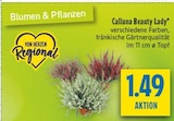 Aktuelles Calluna Beauty Lady Angebot bei diska in Dresden ab 1,49 €