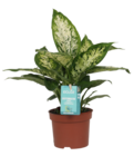 Plante verte ECLOZ - ECLOZ - Jardiland à Boulogne-Billancourt Plante verte ECLOZ - ECLOZ en promo chez Jardiland Boulogne-Billancourt à 4,00 €