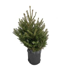 Sapin de Noël naturel Picea excelsa : 80/100 cm - C.10 litres en pot à Truffaut dans Palaiseau Sapin de Noël naturel Picea excelsa : 80/100 cm - C.10 litres en pot à Truffaut dans Palaiseau