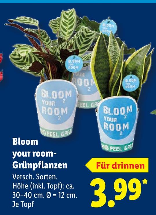 Bloom your room-Grünpflanzen