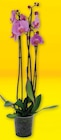 Orchidée 3 tiges en promo chez Super U Clermont-Ferrand à 8,49 €