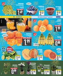 EDEKA Zimmerpflanzen im Prospekt EDEKA Zimmerpflanzen im Prospekt