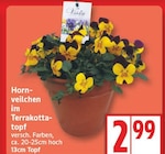 Hornveilchen im Terrakottatopf im aktuellen EDEKA Prospekt
