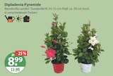 Dipladenia Pyramide von  im aktuellen V-Markt Prospekt für 8,99 €