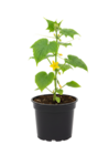 Gemüsepflanzen Angebote von GROW by OBI bei OBI Augsburg für 5,99 €