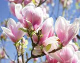 Aktuelle Tulpen Angebote bei Dehner Garten-Center in Koblenz Aktuelles TULPEN-MAGNOLIE Angebot bei Dehner Garten-Center in Koblenz ab 9,99 €