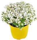 Staude Angebote bei Penny Oldenburg für 1,99 €