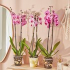 Orchidée Phalaenopsis en promo chez Carrefour Market Villeneuve-d'Ascq à 8,99 €