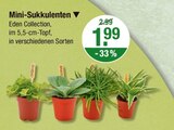 Mini-Sukkulenten von  im aktuellen V-Markt Prospekt für 1,99 €