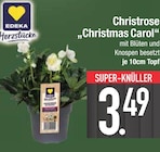 Christrose „Christmas Carol“ von EDEKA im aktuellen EDEKA Prospekt für 3,49 €