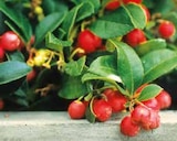 SCHEINBEERE (GAULTHERIA) Angebote bei OBI Mülheim für 2,99 €