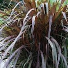 Promo Cordyline et phormium à 7,90 € dans le catalogue Super U à Limoges