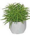 Aldi Maubeuge - MINI PLANTES Promo MINI PLANTES dans le catalogue Aldi "Place au nouveau consommateur" à Maubeuge