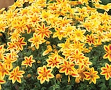 Promo Bidens à 2,50 € dans le catalogue LaMaison.fr à Livarot