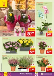 Garten im Netto Marken-Discount Prospekt in Passau Aktueller Netto Marken-Discount Prospekt mit Garten, "Aktuelle Angebote", Seite 40