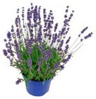 Lavendel im Penny-Markt Prospekt Lavendel im aktuellen Penny-Markt Prospekt für 3,33 €