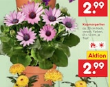 Aktuelle Blumen Angebote bei Netto Marken-Discount in Magdeburg Aktuelles Kapmargeriten Angebot bei Netto Marken-Discount in Magdeburg ab 2,99 €