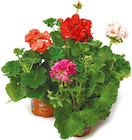 Geranie bei Netto mit dem Scottie im Prospekt "" für 1,29 €