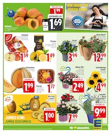 Blumen Angebot & Preis im aktuellen EDEKA Prospekt Blumen Angebot im aktuellen EDEKA Prospekt auf Seite 7