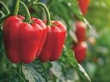 Paprika im Angebot bei EDEKA in Lüneburg Paprika Angebote bei EDEKA Lüneburg für 1,49 €