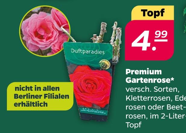 Premium Gartenrose