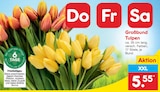 Großbund Tulpen im Angebot bei Netto Marken-Discount in Braunschweig Großbund Tulpen Angebote bei Netto Marken-Discount Braunschweig für 5,55 €